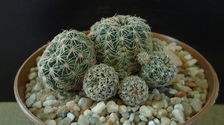 Gymnocalycium bruchii; replantat in sept. 2021
