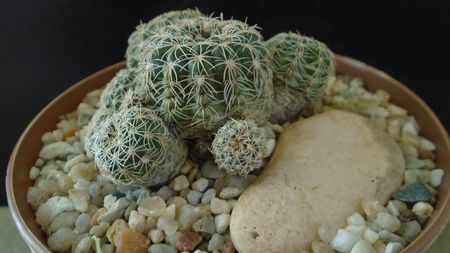 Gymnocalycium bruchii; replantat in sept. 2021
