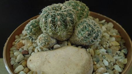 Gymnocalycium bruchii; replantat in sept. 2021
