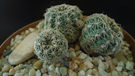 Gymnocalycium bruchii; replantat in sept. 2021
