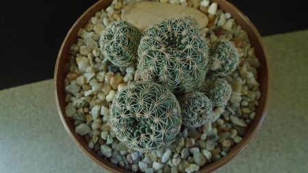 Gymnocalycium bruchii; replantat in sept. 2021
