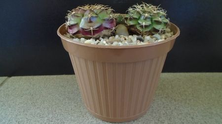 Gymnocalycium anisitsii cv. Purple Blush (2 ex.) & Gymnocalycium spegazzinii v. unguispinum