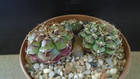 Gymnocalycium anisitsii cv. Purple Blush (2 ex.) & Gymnocalycium spegazzinii v. unguispinum