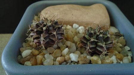 Gymnocalycium mihanovichii v. stenogonum (2 ex.)