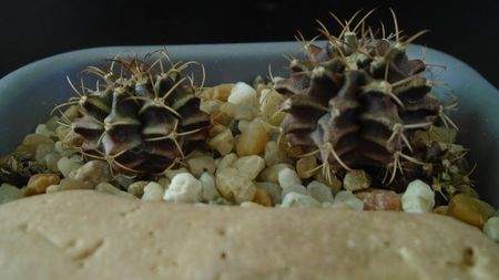 Gymnocalycium mihanovichii v. stenogonum (2 ex.)