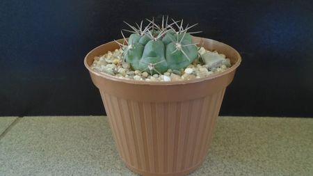 Gymnocalycium ochoterenae ssp. vatteri