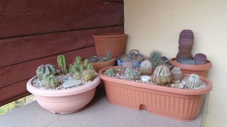 Cactusii cold hardy