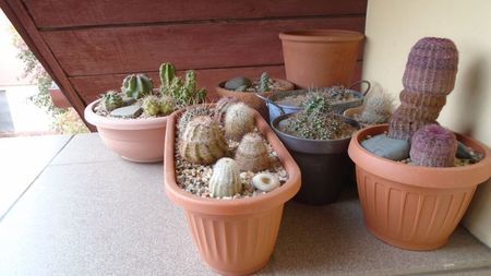 Cactusii cold hardy