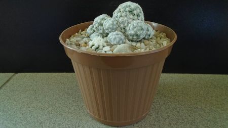 Mammillaria humboldtii & Mammillaria vetula ssp. gracilis cv. Oruga