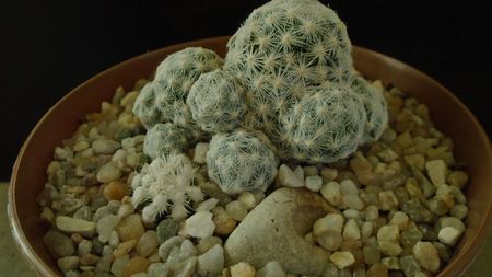 Mammillaria humboldtii & Mammillaria vetula ssp. gracilis cv. Oruga