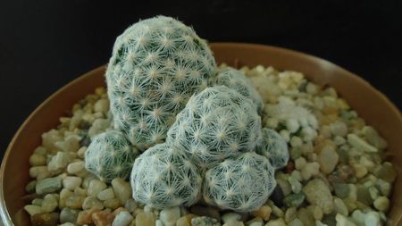 Mammillaria humboldtii & Mammillaria vetula ssp. gracilis cv. Oruga