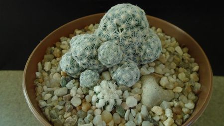 Mammillaria humboldtii & Mammillaria vetula ssp. gracilis cv. Oruga