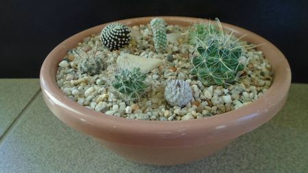 Grup de 8 Mammillaria; M. luethyi
M. peninsularis                
M. pectinata
M. mainiae
M. zephyranthoides
M. perezdelarosae ssp. andersonii
M. herrerae v. albiflora
M. stella-de-tacubaya
