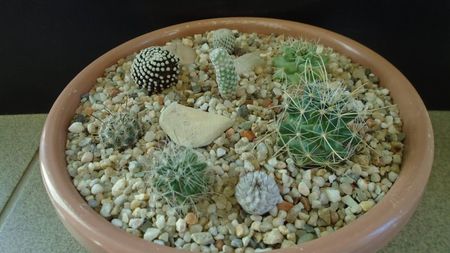 Grup de 8 Mammillaria; M. luethyi
M. peninsularis                
M. pectinata
M. mainiae
M. zephyranthoides
M. perezdelarosae ssp. andersonii
M. herrerae v. albiflora
M. stella-de-tacubaya
