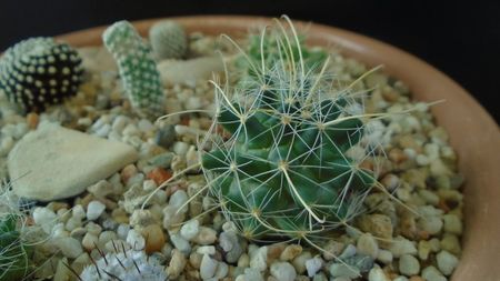 Mammillaria mainiae