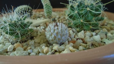 Mammillaria perezdelarosae ssp. andersonii