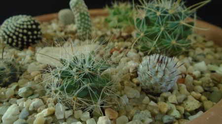Mammillaria zephyranthoides & Mammillaria perezdelarosae ssp. andersonii