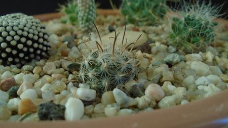 Mammillaria stella-de-tacubaya