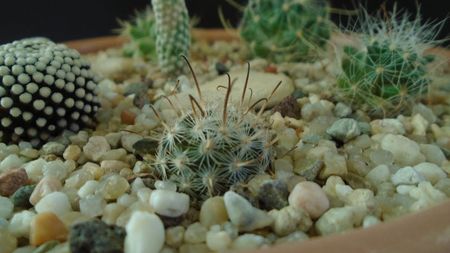 Mammillaria stella-de-tacubaya