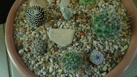 Grup de 8 Mammillaria; M. luethyi
M. peninsularis                
M. pectinata
M. mainiae
M. zephyranthoides
M. perezdelarosae ssp. andersonii
M. herrerae v. albiflora
M. stella-de-tacubaya
