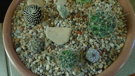 Grup de 8 Mammillaria; M. luethyi
M. peninsularis                
M. pectinata
M. mainiae
M. zephyranthoides
M. perezdelarosae ssp. andersonii
M. herrerae v. albiflora
M. stella-de-tacubaya
