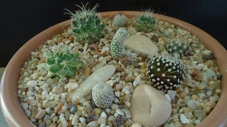 Grup de 8 Mammillaria; M. luethyi
M. peninsularis                
M. pectinata
M. mainiae
M. zephyranthoides
M. perezdelarosae ssp. andersonii
M. herrerae v. albiflora
M. stella-de-tacubaya
