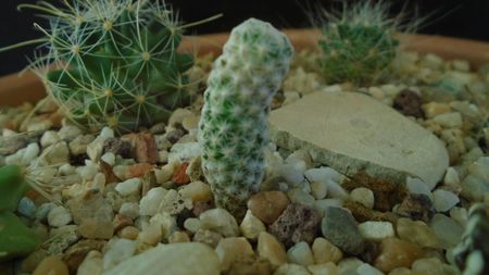 Mammillaria herrerae v. albiflora