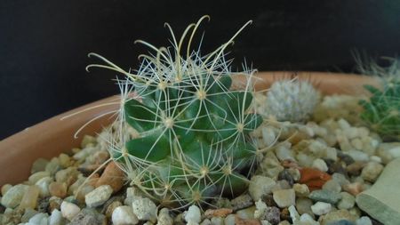 Mammillaria mainiae