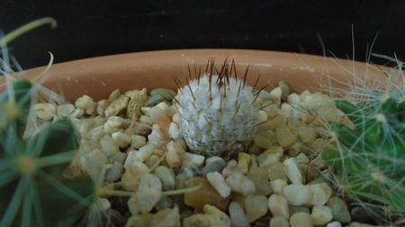 Mammillaria perezdelarosae ssp. andersonii