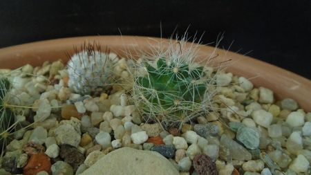 Mammillaria zephyranthoides & Mammillaria perezdelarosae ssp. andersonii