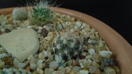 Mammillaria stella-de-tacubaya