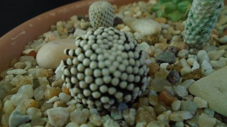 Mammillaria luethyi