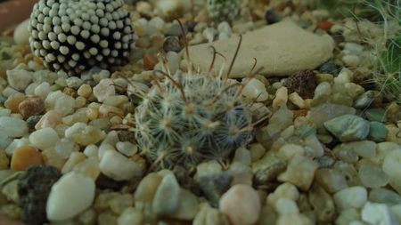 Mammillaria stella-de-tacubaya
