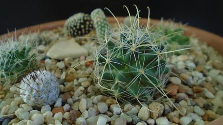 Mammillaria mainiae & Mammillaria perezdelarosae ssp. andersonii