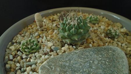 Grup de 5 Turbinicarpus; Turbinicarpus alonsoi (3 ex.)
Turbinicarpus heliae, sp. nov.
Turbinicarpus x mombergeri
