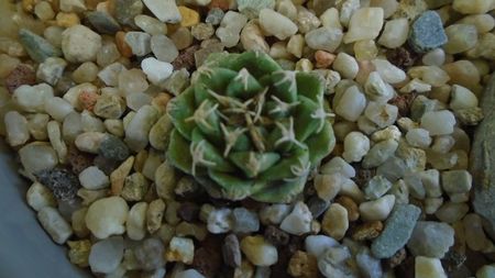 Turbinicarpus alonsoi