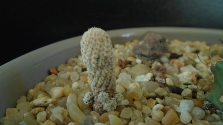 Turbinicarpus heliae, sp. nov.