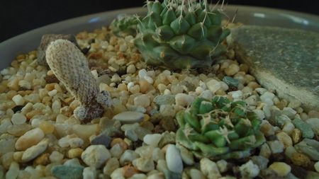 Turbinicarpus heliae, sp. nov. & Turbinicarpus alonsoi