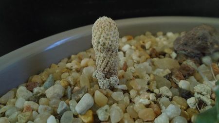 Turbinicarpus heliae, sp. nov.