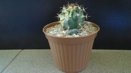 Ferocactus wislizeni variegat