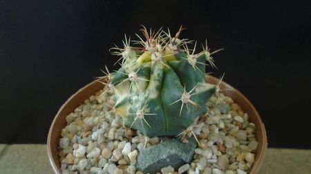 Ferocactus wislizeni variegat