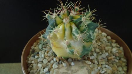 Ferocactus wislizeni variegat