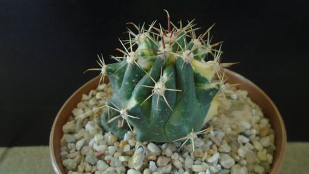 Ferocactus wislizeni variegat