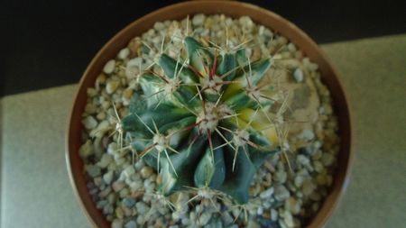 Ferocactus wislizeni variegat