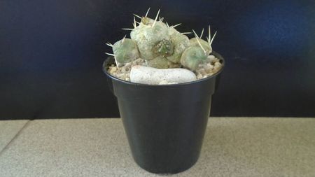 Cumulopuntia rossiana