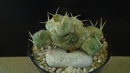Cumulopuntia rossiana