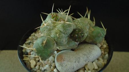 Cumulopuntia rossiana