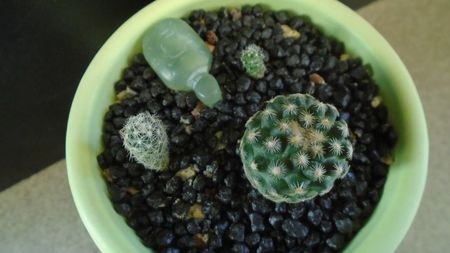 Pediocactus paradinei & Pediocactus simpsonii v. minor (2 ex.)
