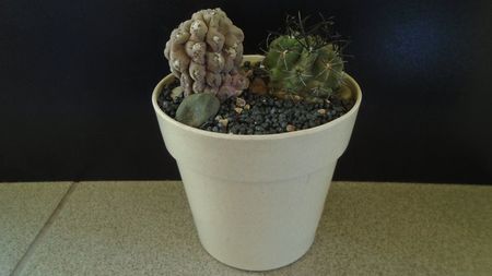 Eriosyce (Thelocephala) odieri (Neochilenia reichei) & Eriosyce taltalensis ssp. paucicostata