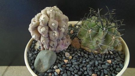 Eriosyce (Thelocephala) odieri (Neochilenia reichei) & Eriosyce taltalensis ssp. paucicostata
